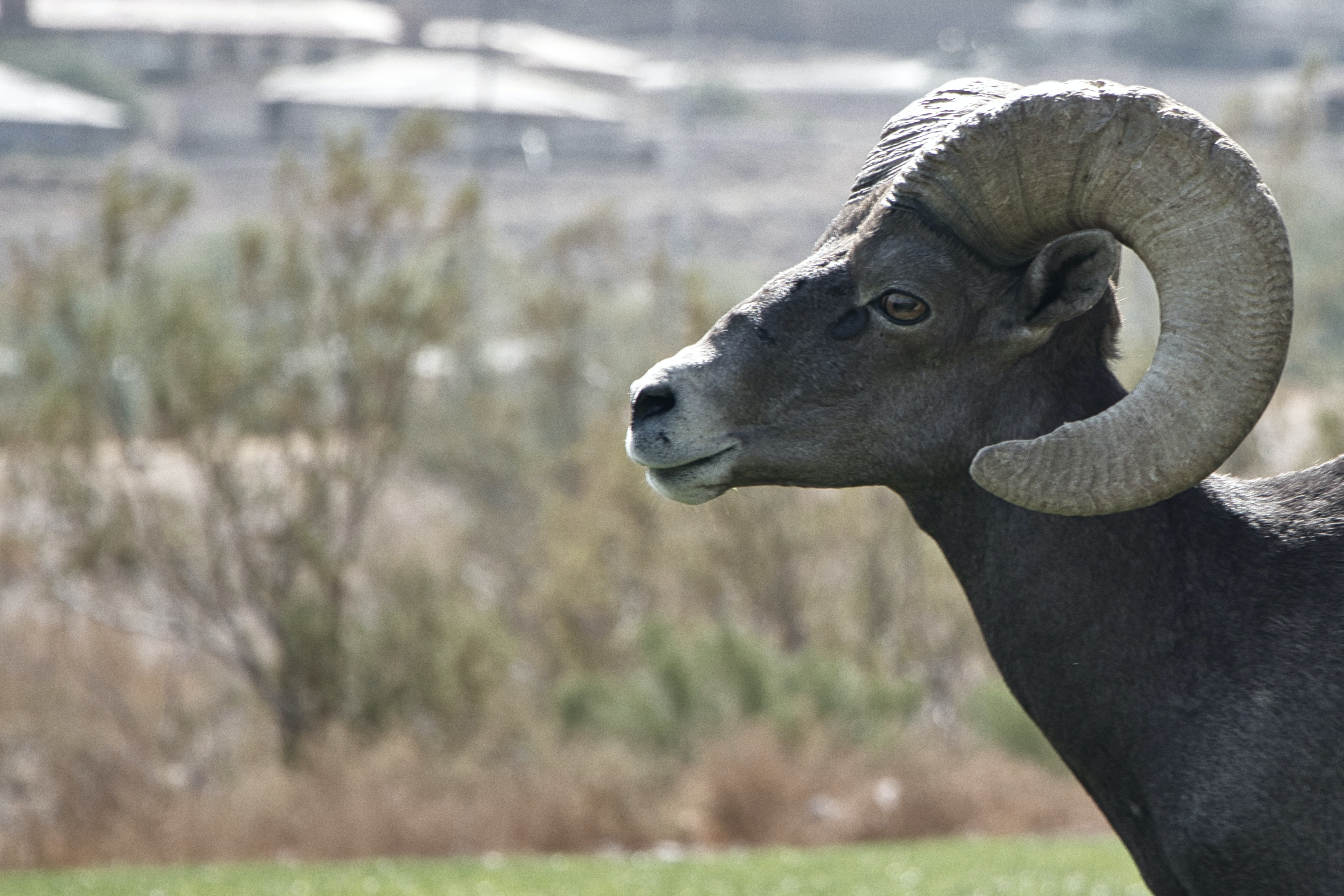 Bighorn sheep, Vail Resorts, and affordable housing