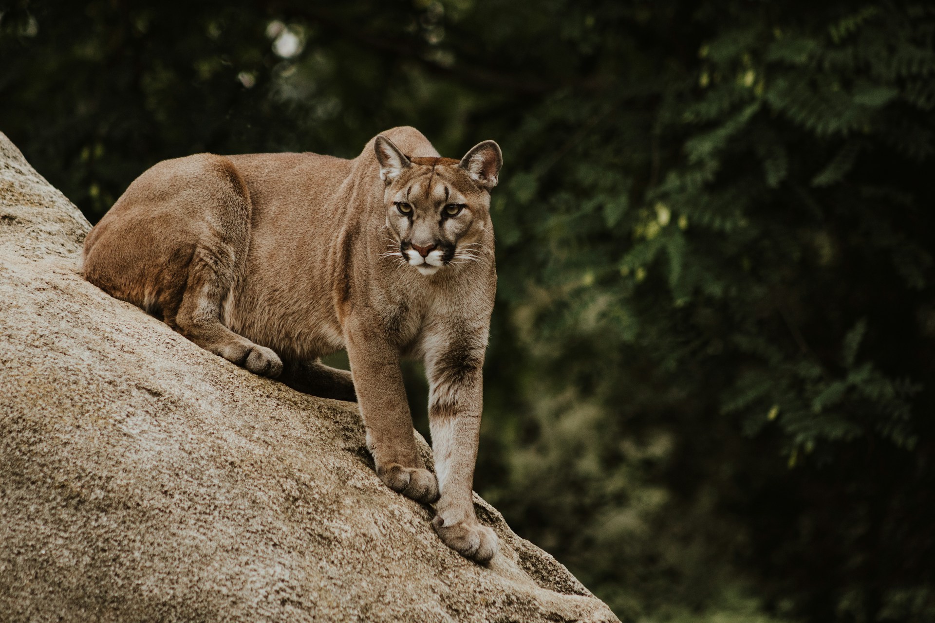Should mountain lion hunting be banned?
