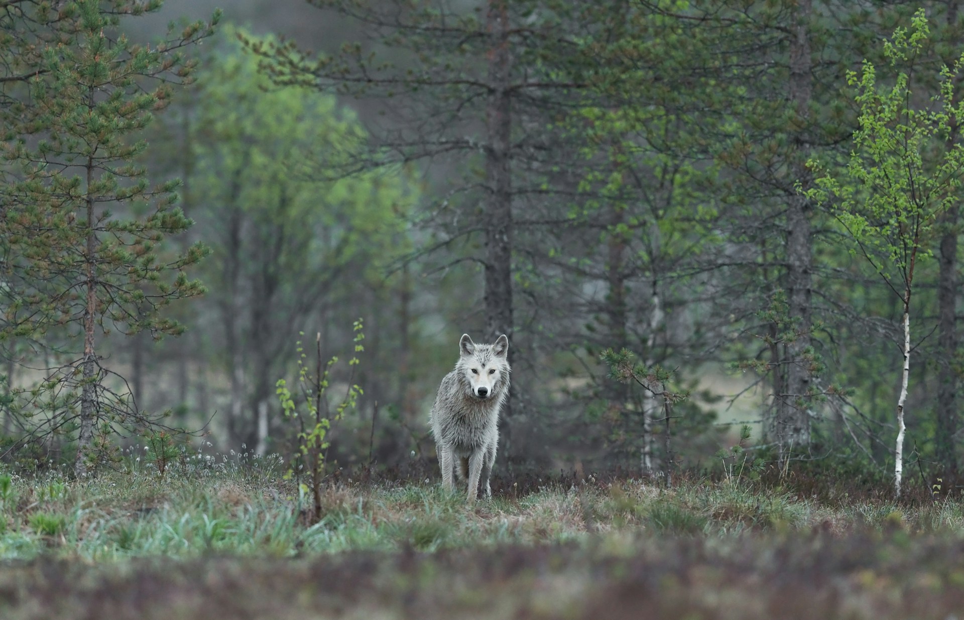 There’s nothing simple about bringing wolves back to Colorado