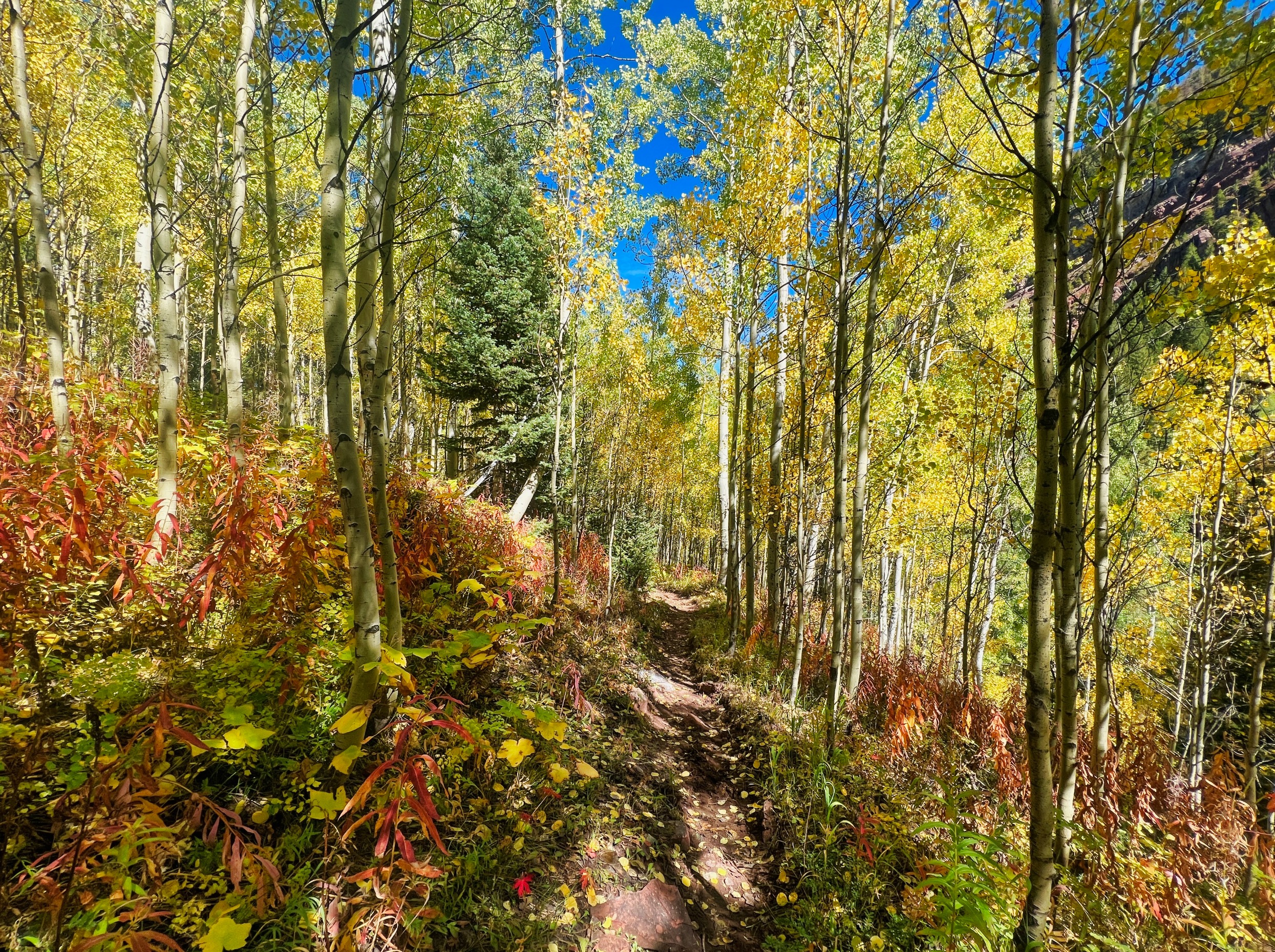 Downhill cruise through the aspens